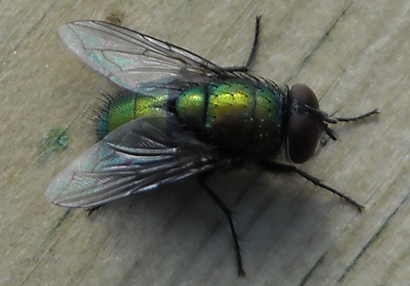 Mosca verde: Chrysomya albiceps (Calliphoridae)